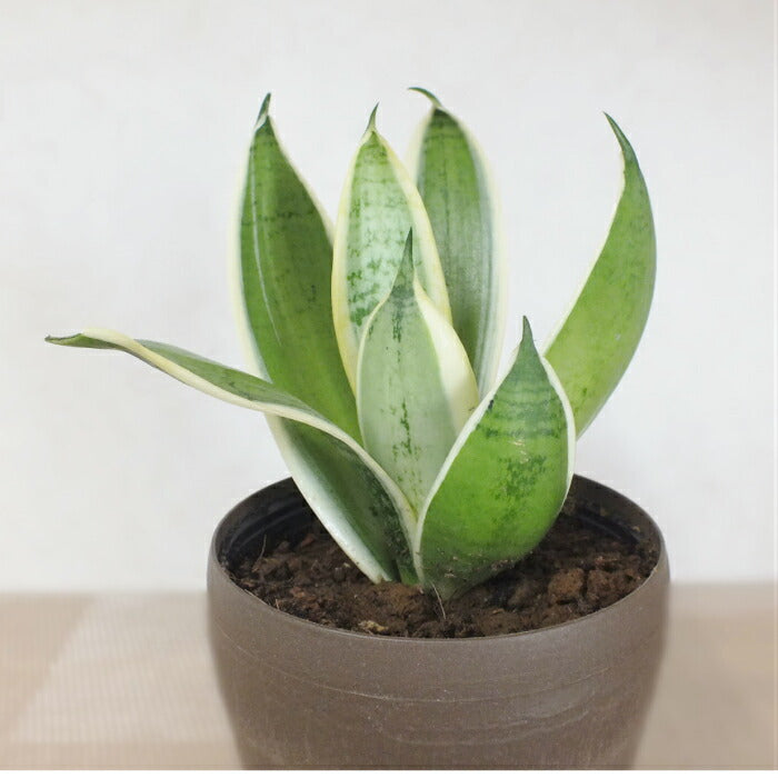 サンセベリア(サンスベリア)の育て方 冬(寒さ)は苦手なので気を付けたいこと