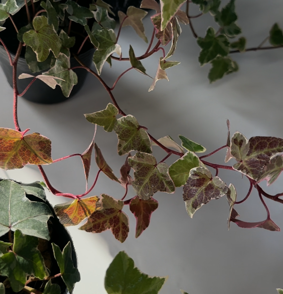 観葉植物 アイビー 紅葉 グレーシャ