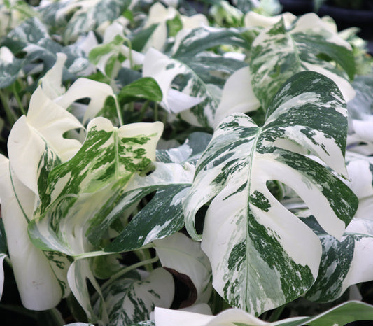 福岡県糸島にある観葉植物の生産農家さんへ取材!『金のなる木 斑入り』の育て方も生の声を聞いてきました!
