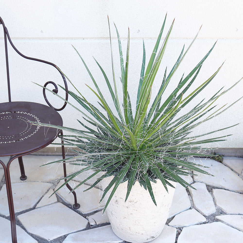 アガベ フィリフェラ 乱れ雪 多肉植物 観葉植物 agave