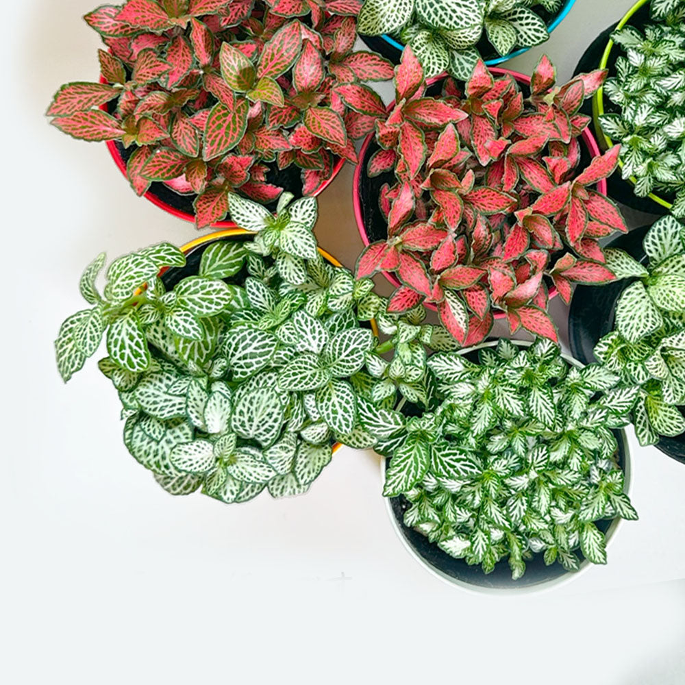 観葉植物 フィットニア 鉢植え