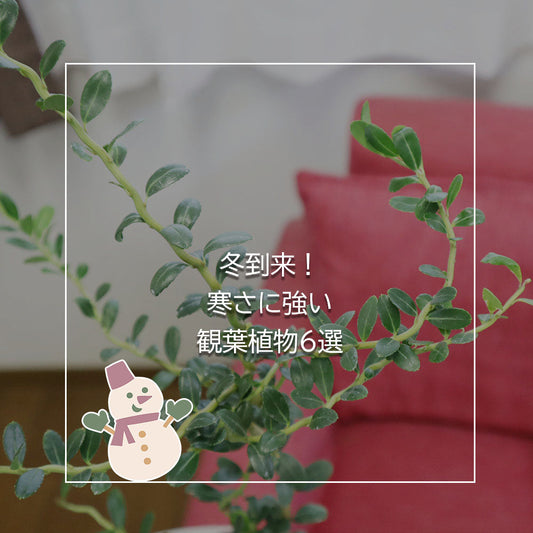 寒さに強い観葉植物6選