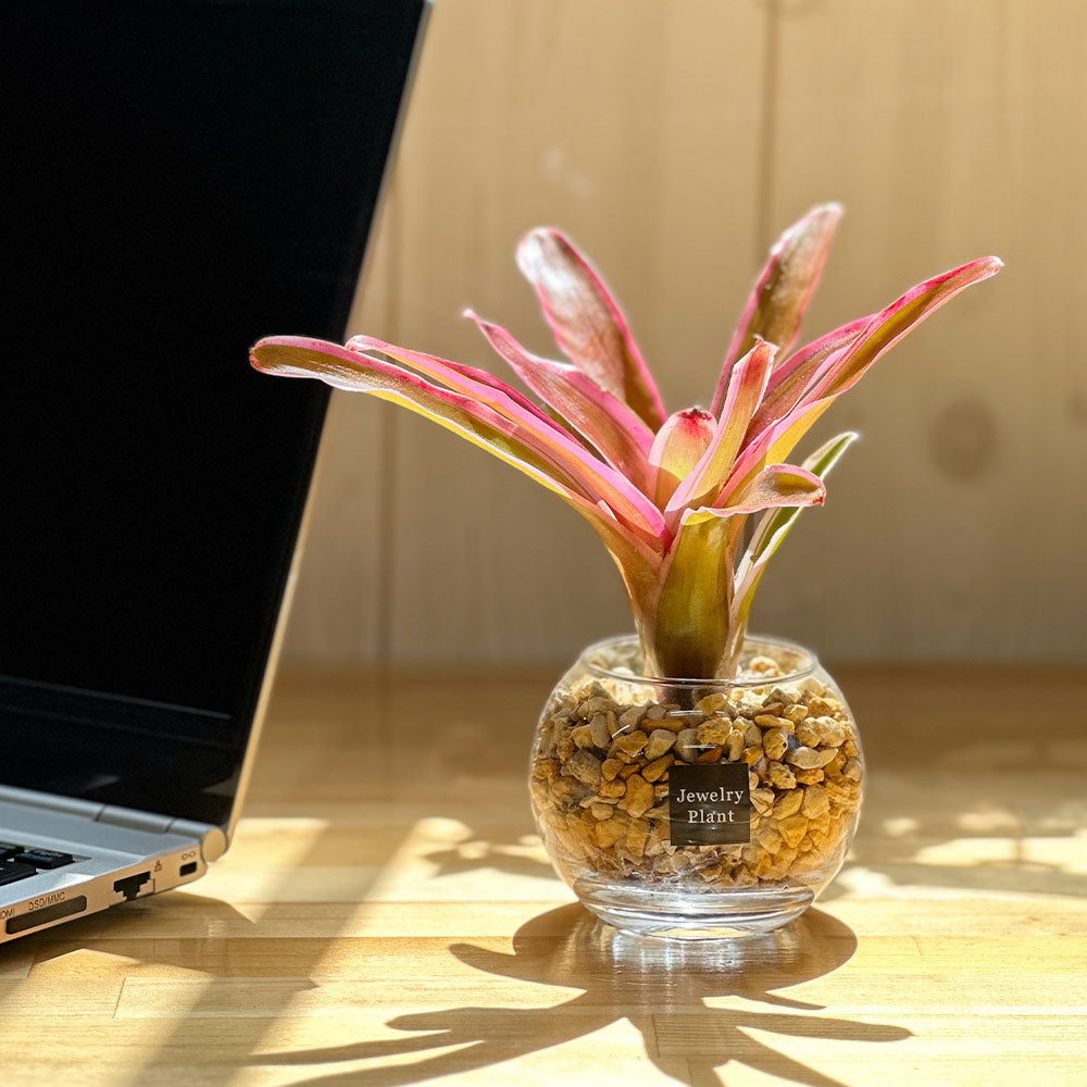 観葉植物 多肉植物 ネオレゲリア 鉢植え