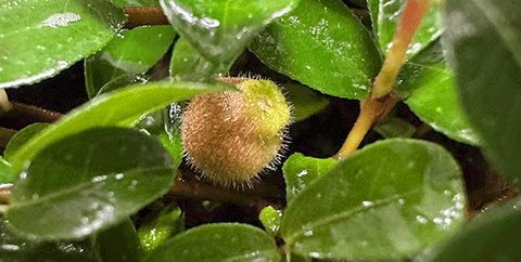 観葉植物を育てている園芸店の発見 | ガジュマルの花!?沖縄では咲く花が。。山口県山口市でも咲きました