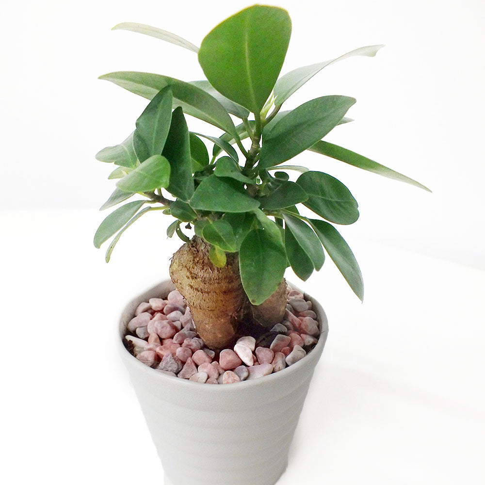観葉植物 フィカス ガジュマル ガジュマルの木 Banyan Ficus microcarpa