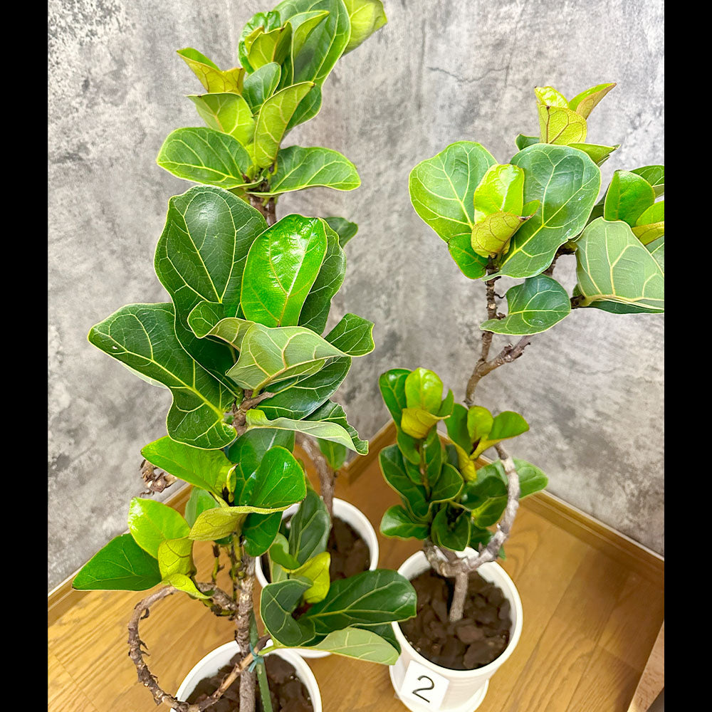 観葉植物「ゴムの木 バンビーノ」の育て方ガイド | 花言葉:『永久の幸せ』