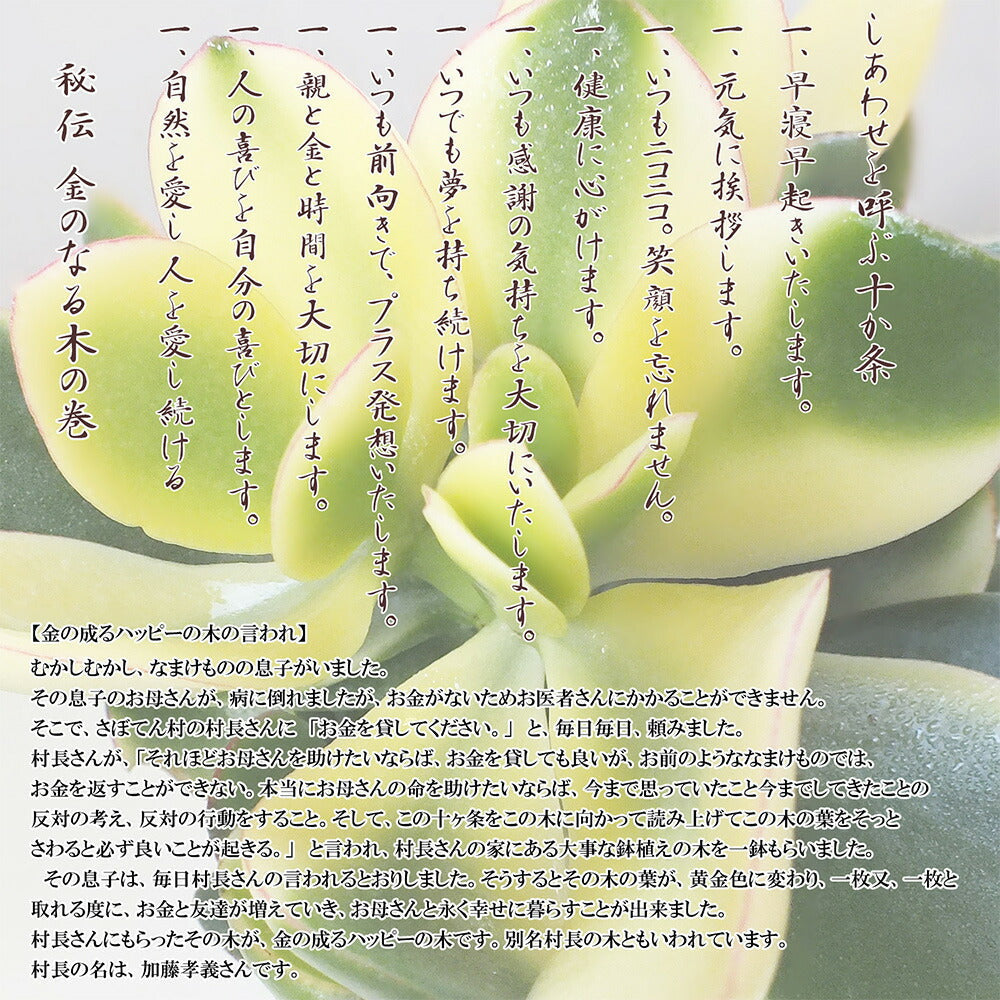 金のなる木 種類 | 育て方 | 置き場所 | 水やりのコツ
