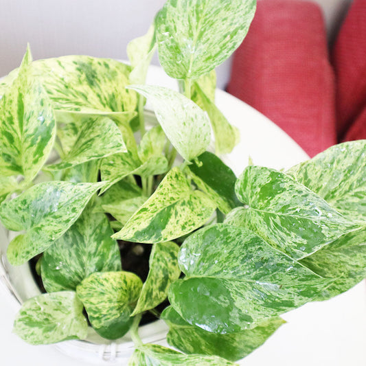 観葉植物 ポトス Pothos 鉢植え