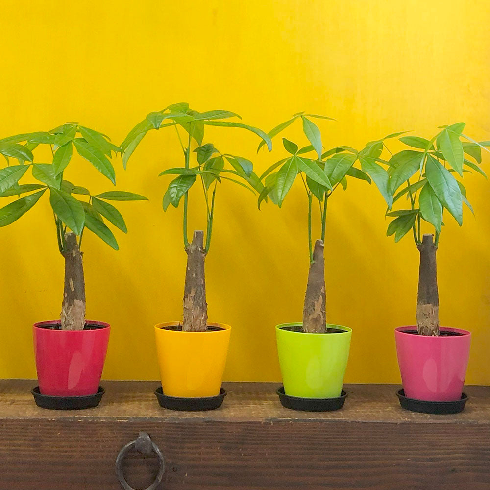 観葉植物 パキラ マネーツリー 発財樹 鉢植え