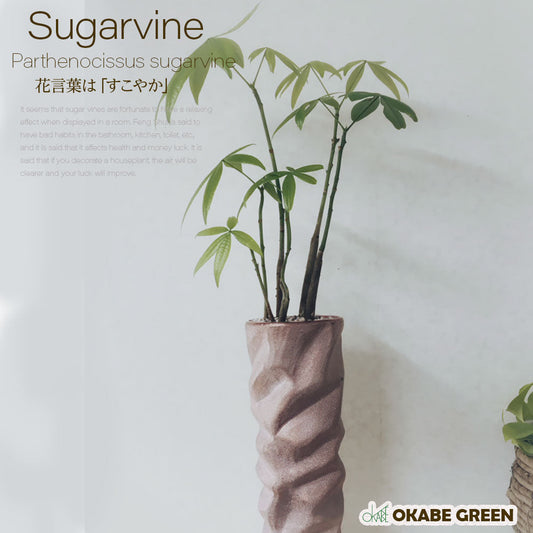 【初心者の方必見】観葉植物が大きくなっていて気になった時 簡単にパパッと植え替えする手順