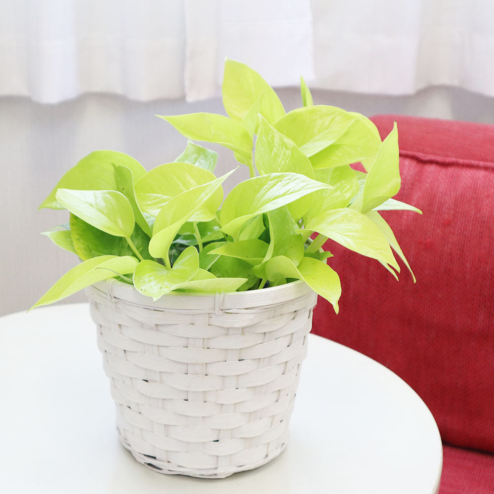 観葉植物 ポトス グリーン 鉢植え