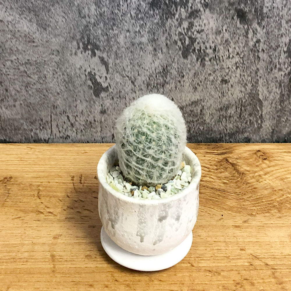 観葉植物 サボテン エスポストア 幻楽 多肉植物 鉢植え