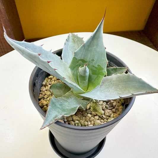観葉植物 アガベ 鉢植え 多肉植物