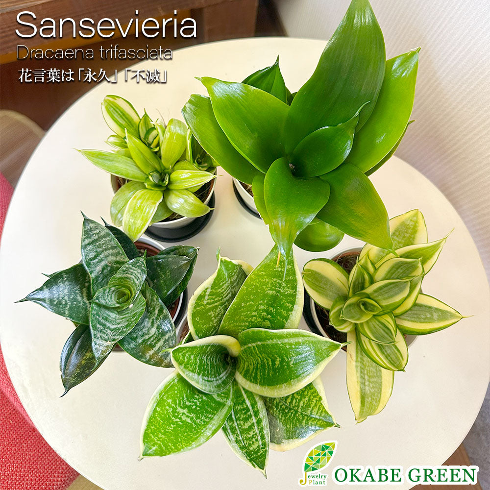 観葉植物 サンスベリア | 花言葉:『永久』『不滅』サンスベリアの育て方