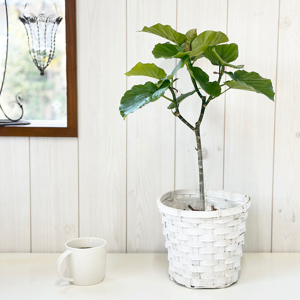観葉植物 ウンベラータ フィカス 鉢植え