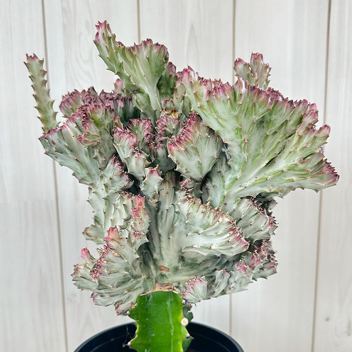 観葉植物 多肉植物 ユーフォルビア キング マハラジャ King Maharaja Euphorbia 鉢植え