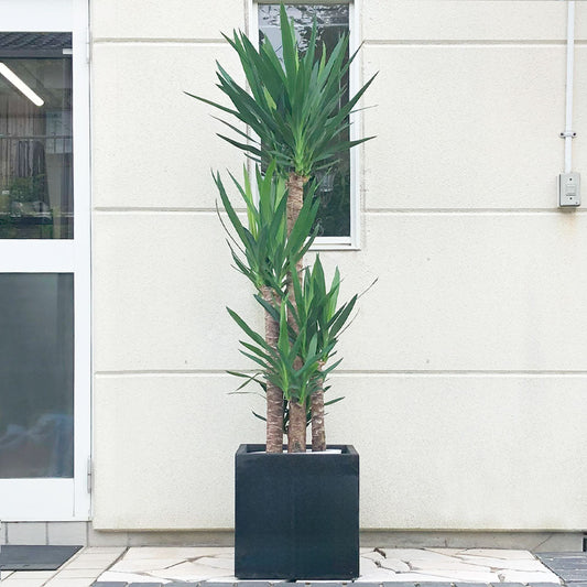 観葉植物 ユッカ 鉢植え yucca