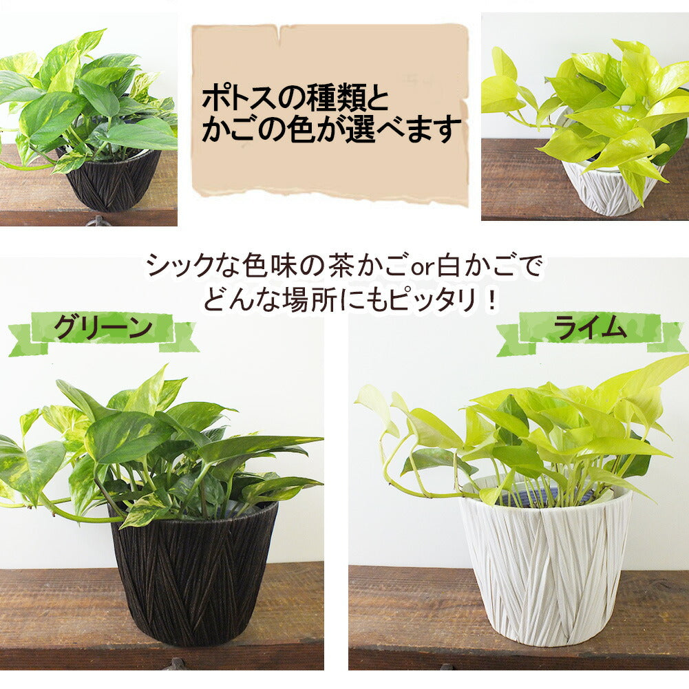 【選べる葉色】 ポトス ライム グリーン マーブル 5号 茶丸かご 白かご 鉢皿付