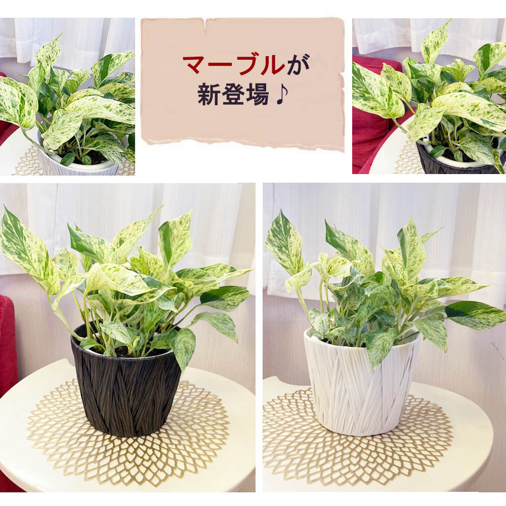 【選べる葉色】 ポトス ライム グリーン マーブル 5号 茶丸かご 白かご 鉢皿付