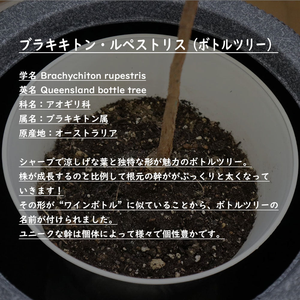 ブラキキトン ボトルツリー 7号 選べる樹形 【現品】 丸型プランター
