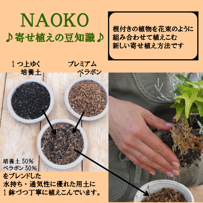 多肉植物 寄せ植え プランツデザイナーNAOKO セメント鉢 ハートピック ギャザリング