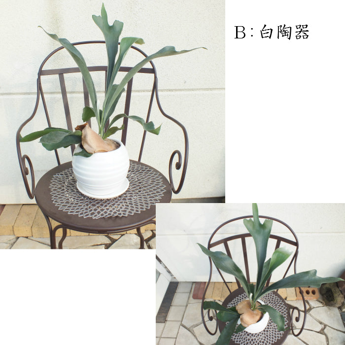 コウモリラン ビカクシダ 8号 白黒丸陶器鉢 ソーサー付