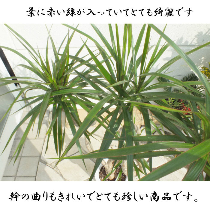 ドラセナ コンシンネ 8号 アンティーク調の白鉢カバー バークチップ付