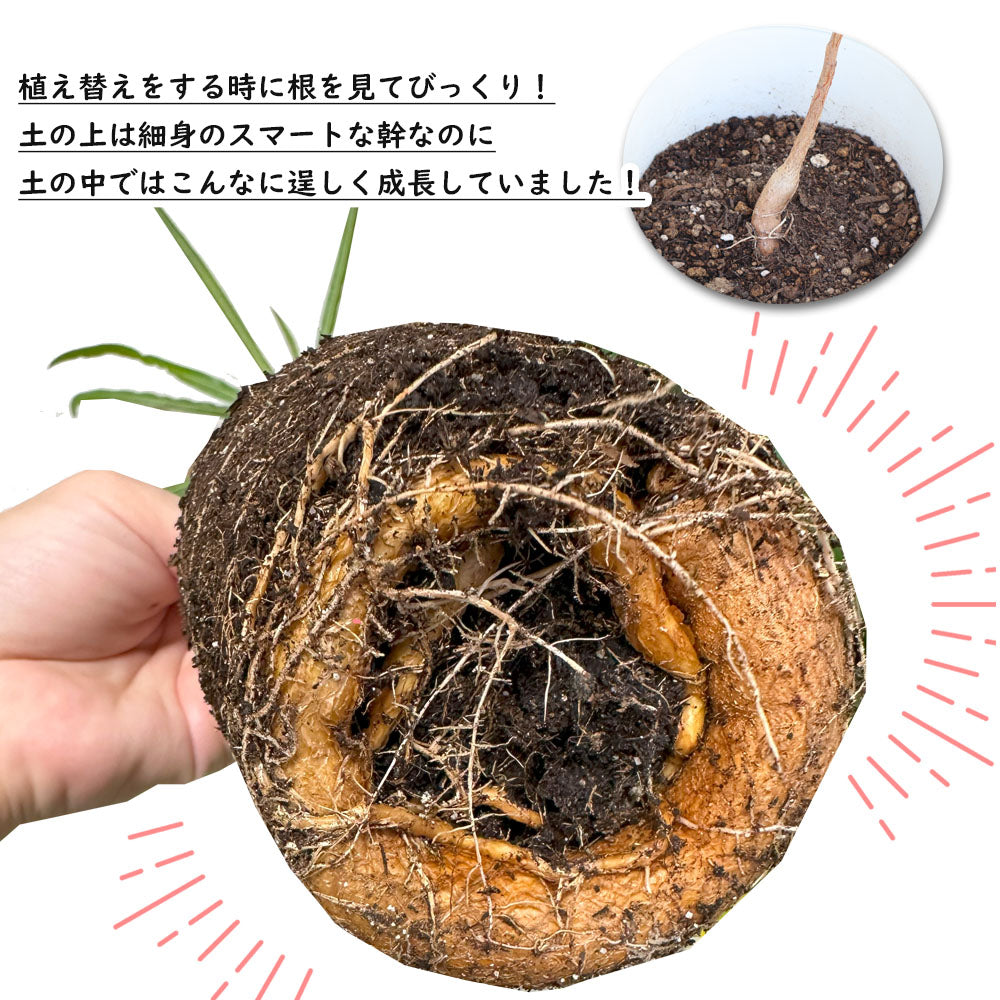 ブラキキトン ボトルツリー 7号 選べる樹形 【現品】 丸型プランター