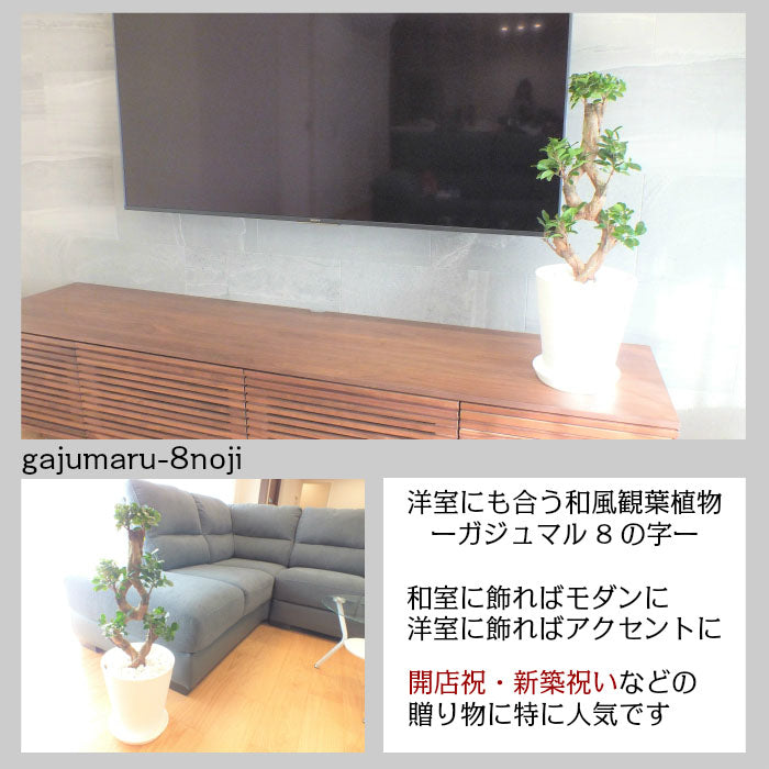 【10月頃出荷開始】 ガジュマル8の字 8号 白セラアート鉢 大型 【ピンク札】