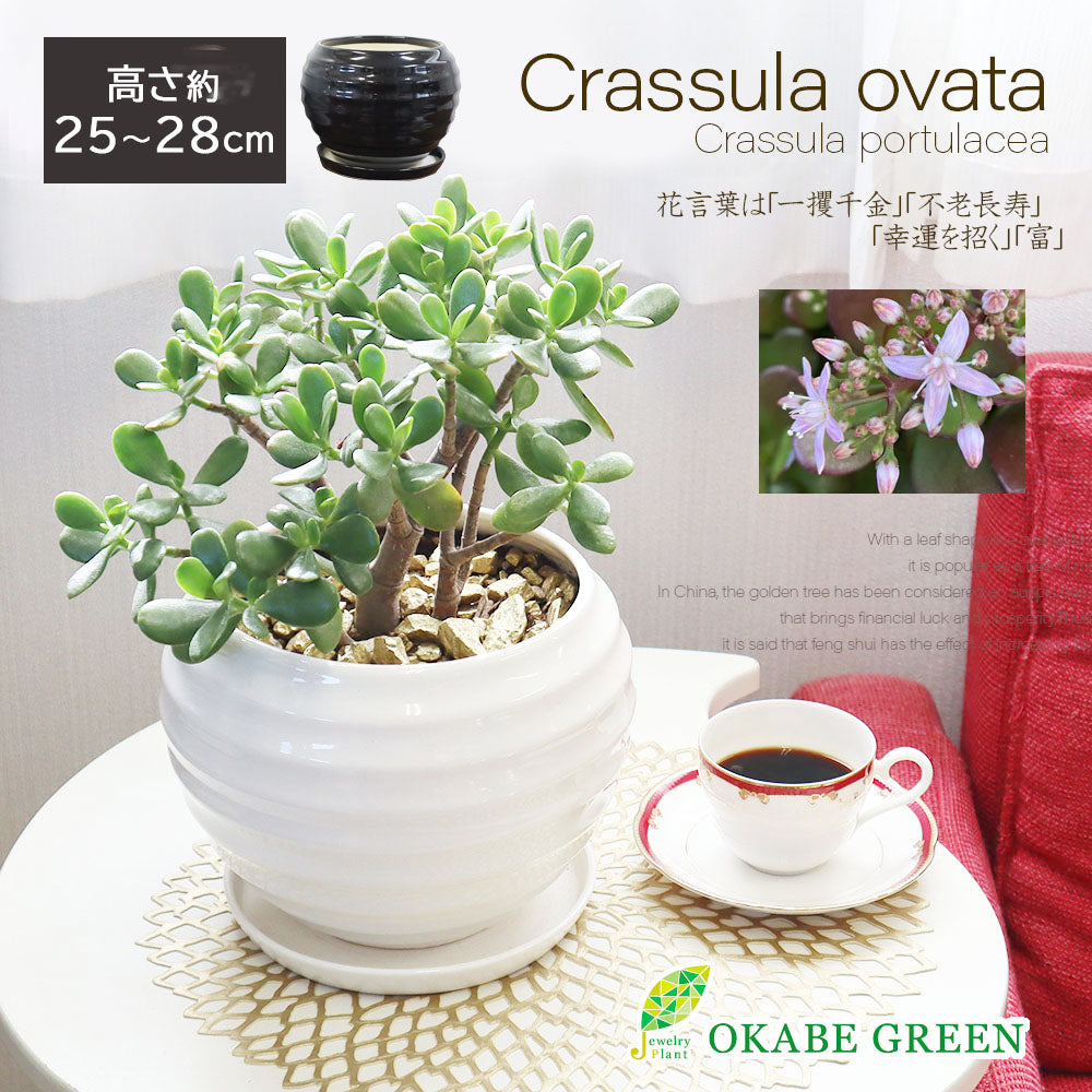 金のなる木 8号 白丸陶器 ゴールドデコジャリ大付 桜花月