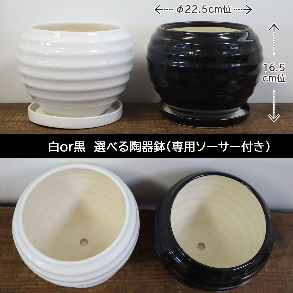 金のなる木 8号 白丸陶器 ゴールドデコジャリ大付 桜花月
