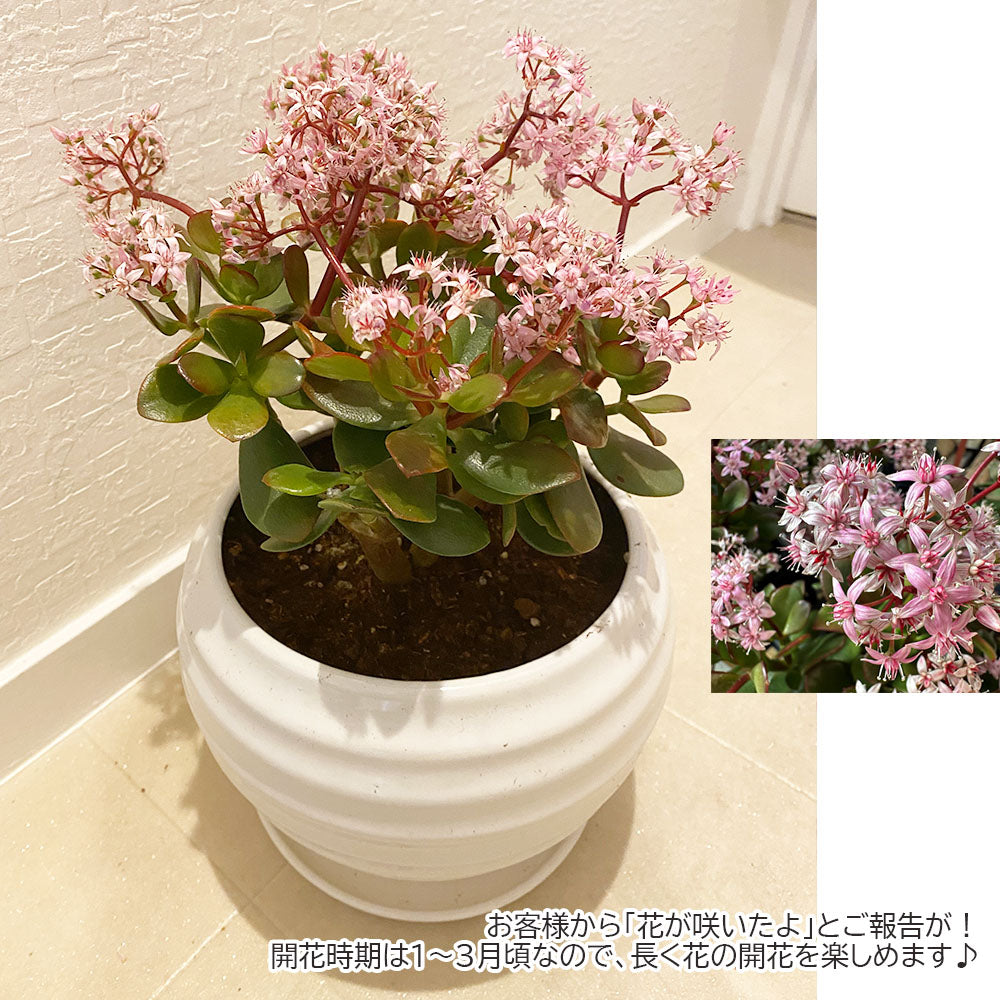 金のなる木 8号 白丸陶器 ゴールドデコジャリ大付 桜花月