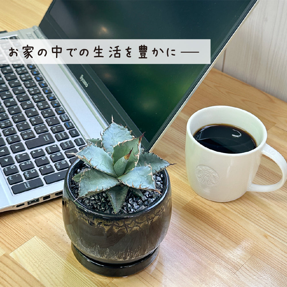 アガベ ティタノータ ブルー チタノタ 4号 ラッピング無料 黒陶器鉢 ソーサー付 黒デコジャリ小付