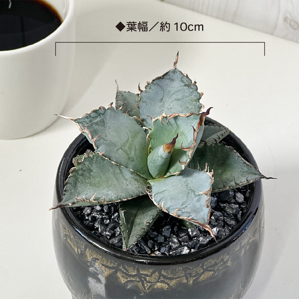 アガベ ティタノータ ブルー チタノタ 4号 ラッピング無料 黒陶器鉢 ソーサー付 黒デコジャリ小付