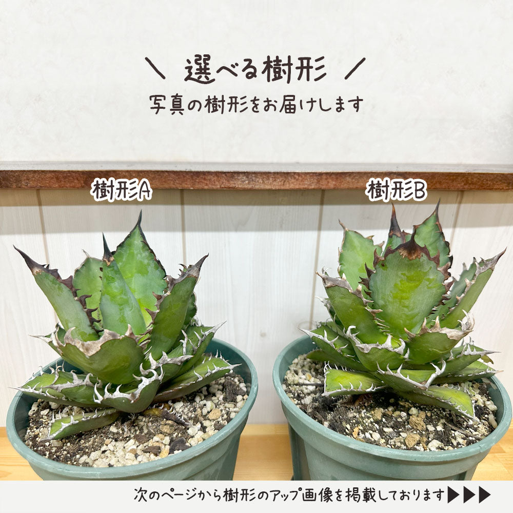アガベ チタノタ レッド キャットウィーズル 5号 【現品】 選べる樹形 緑プラスチック鉢