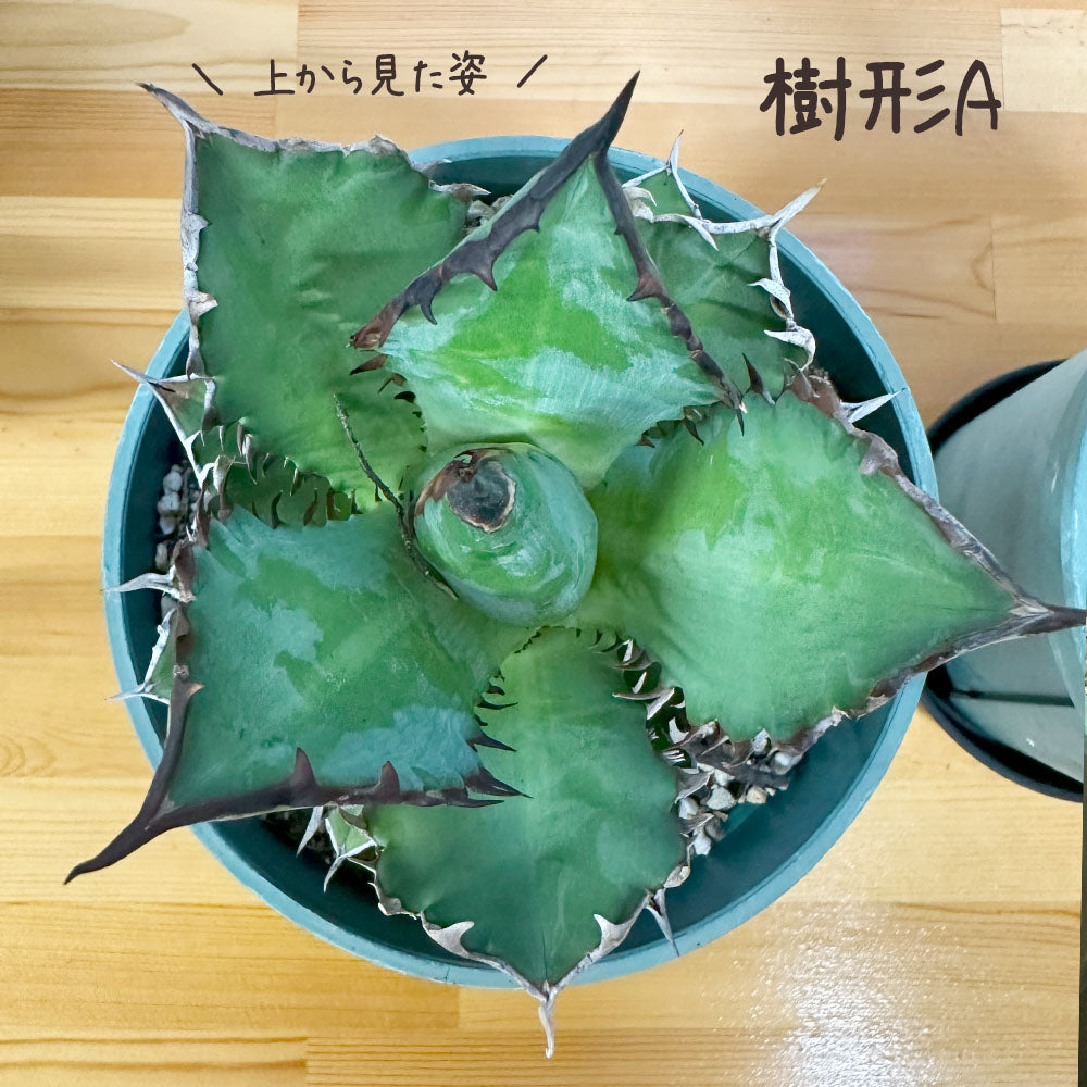 アガベ チタノタ レッド キャットウィーズル 5号 【現品】 選べる樹形 緑プラスチック鉢