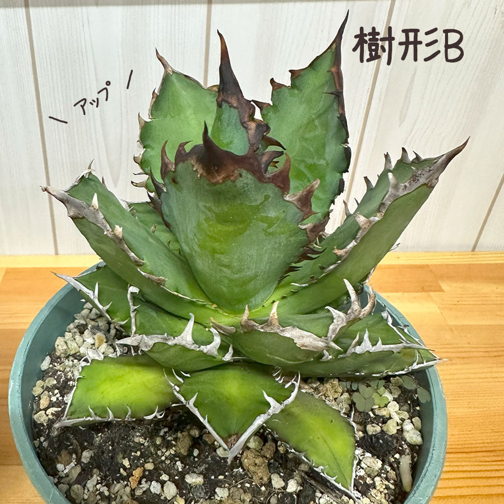 アガベ チタノタ レッド キャットウィーズル 5号 【現品】 選べる樹形 緑プラスチック鉢