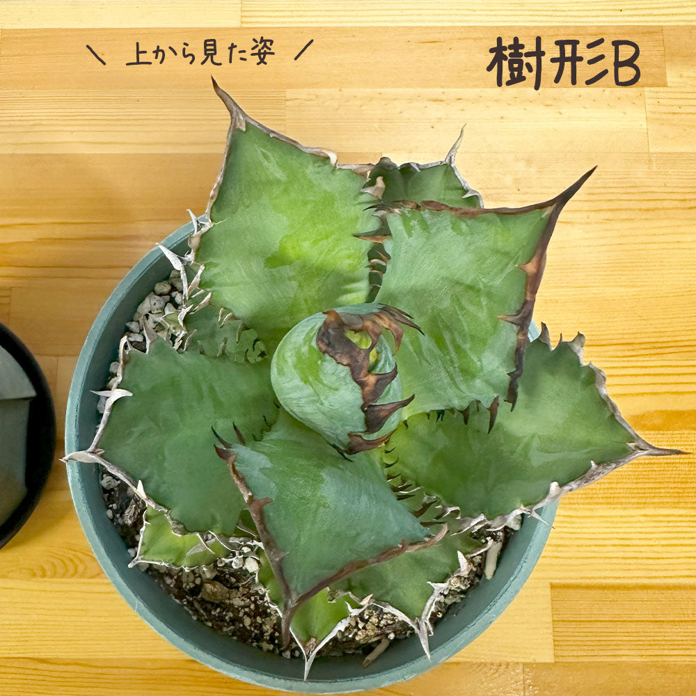 アガベ チタノタ レッド キャットウィーズル 5号 【現品】 選べる樹形 緑プラスチック鉢