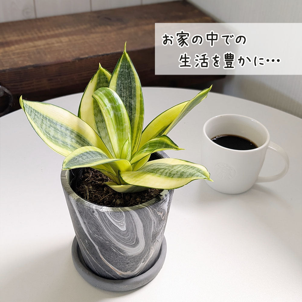 サンスベリア 4号 グレーマーブル陶器鉢 ソーサー付