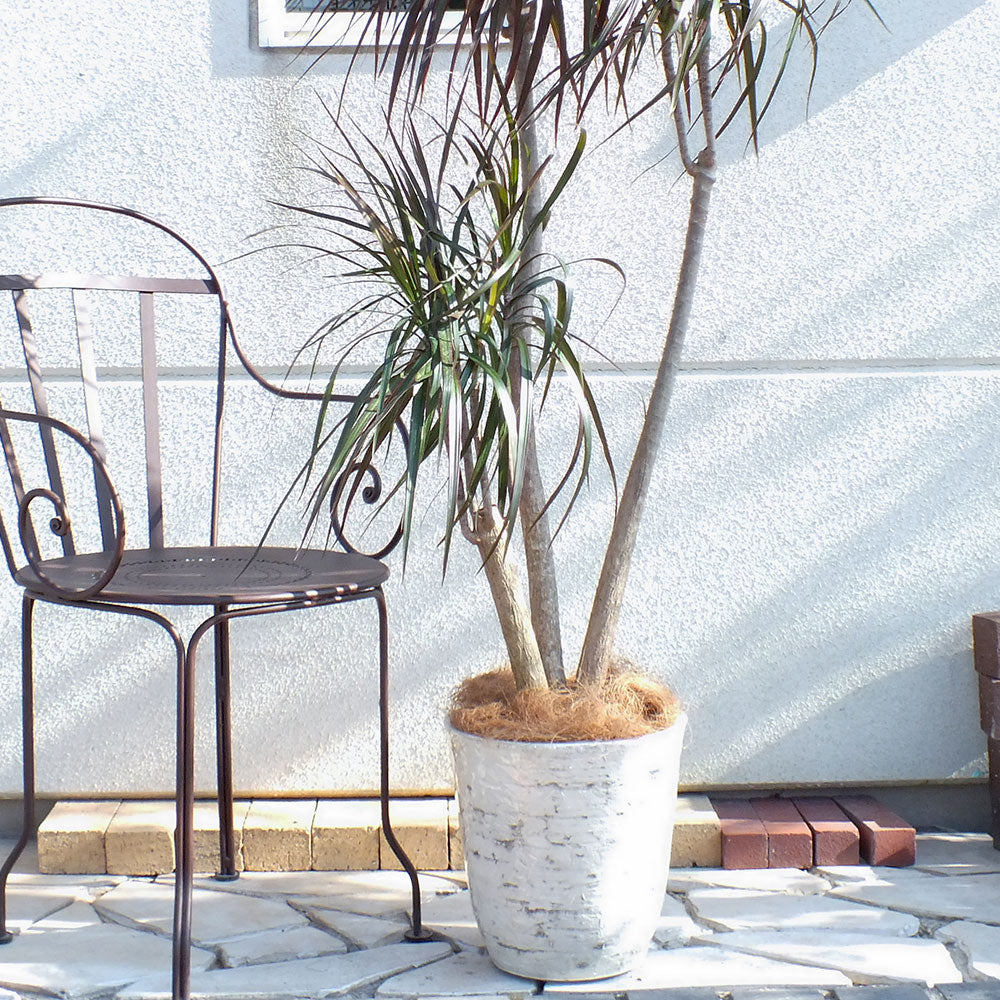 すてきな白い鉢カバー 8号 合成樹脂(ファイバー入り) 軽い素材