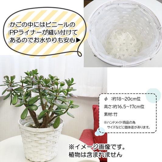 白竹鉢カバー 5号用 PPライナー付 観葉植物用