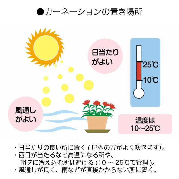 カーネーション 5号 樹脂かご鉢カバー お任せ花色 母の日