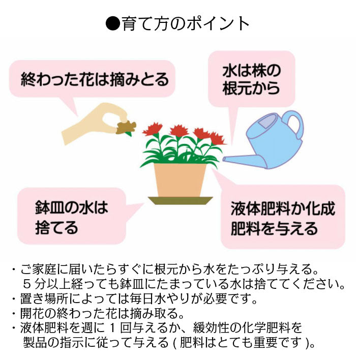 カーネーション 5号 樹脂かご鉢カバー お任せ花色 母の日