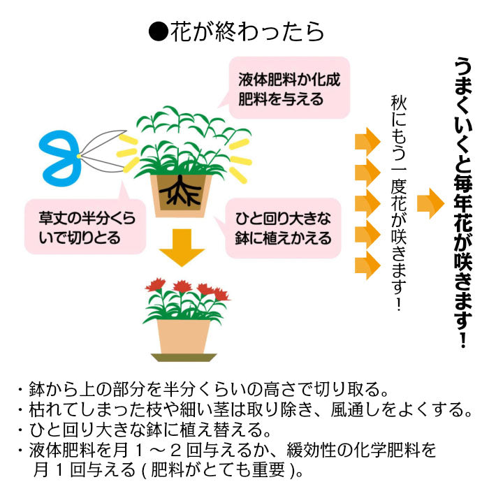 カーネーション 5号 樹脂かご鉢カバー お任せ花色 母の日