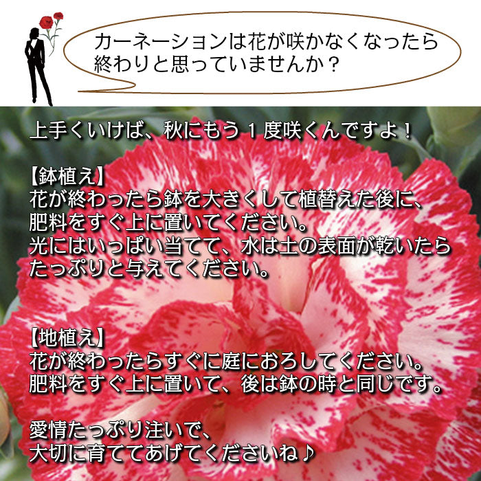 カーネーション 5号 樹脂かご鉢カバー お任せ花色 母の日