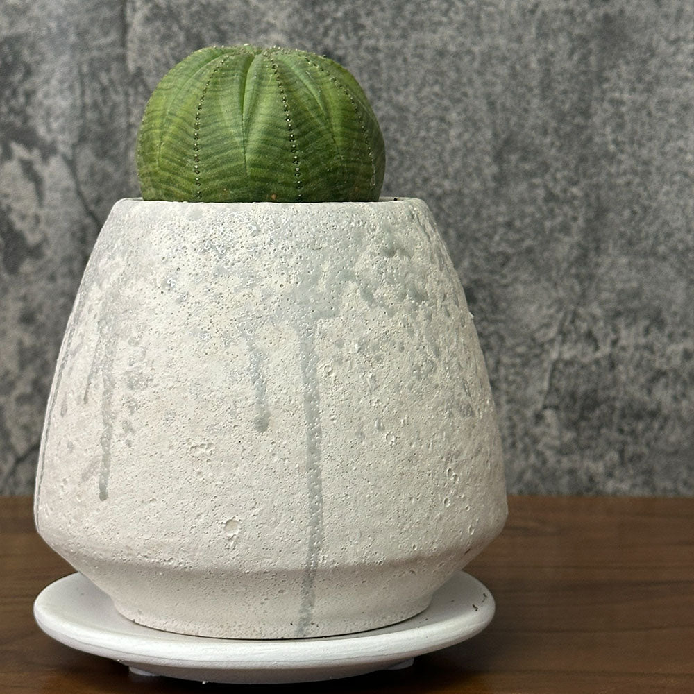 観葉植物 希少品種 ユーフォルビア オベサ 【現品】 レア 陶器鉢 送料別