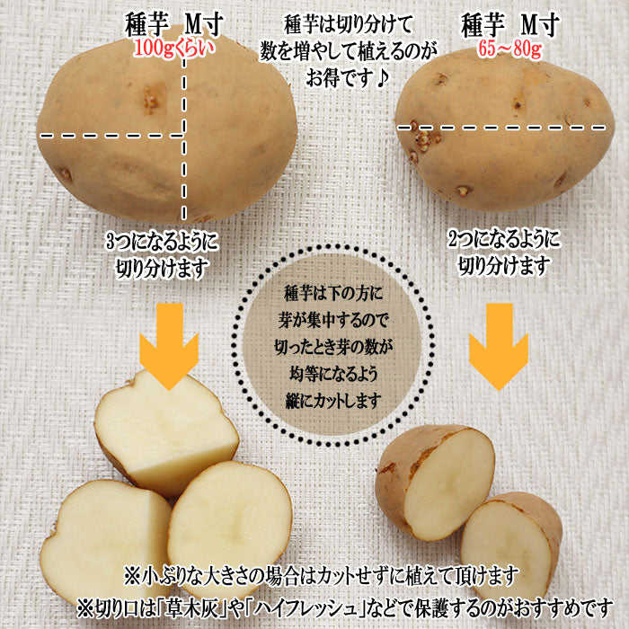 種芋 じゃがいも 3kg 秋植え 選べる品種 男爵 メークイン キタアカリ M S サイズ 混合