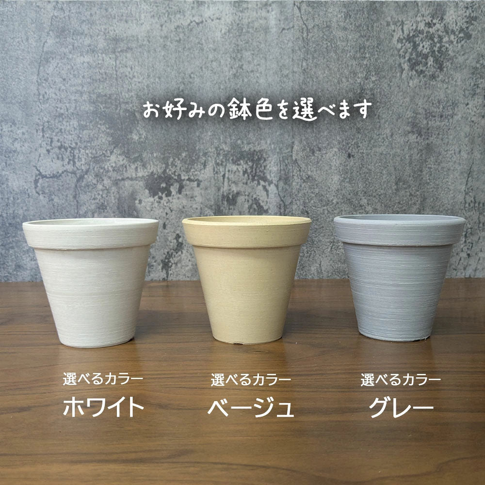観葉植物 ホヤ カルノーサ サクララン 4号 選べる色 エコポット鉢