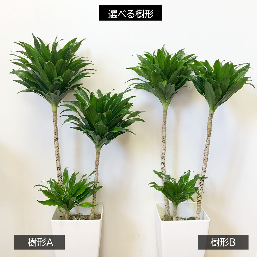 ドラセナ コンパクタ 選べる樹形 【現品】 7号 白プラスチック鉢 受皿付
