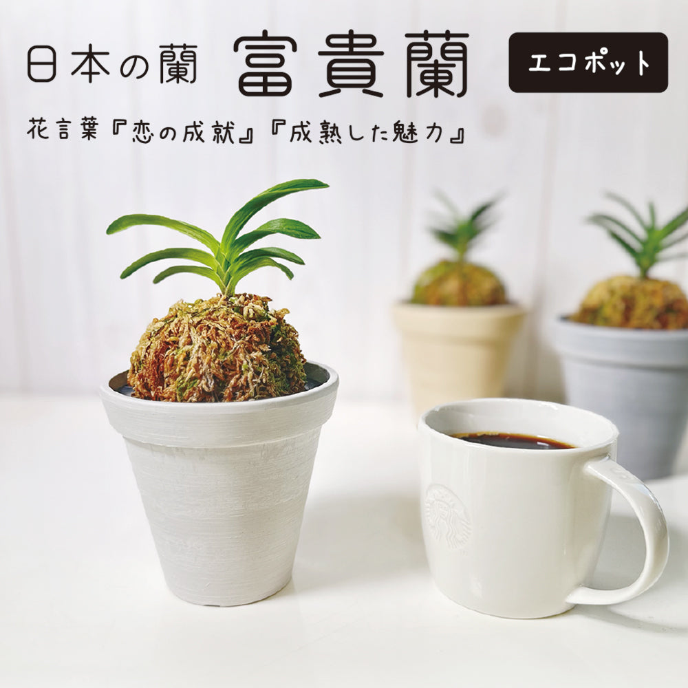 風貴蘭 風蘭 蘭 エコポット 選べる色 ラッピング無料 黒受皿付 白花 麒麟丸 玉金剛 兜丸 翠華殿 麒麟丸 フウキラン フウラン 送料無料